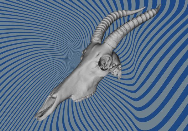 Antelope skull 3D scan