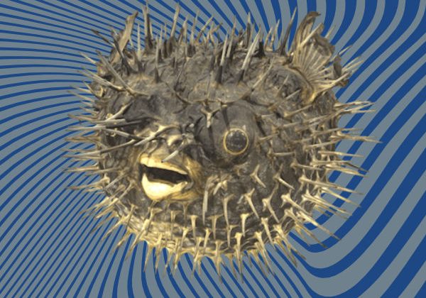 Puffer fish 3D scan